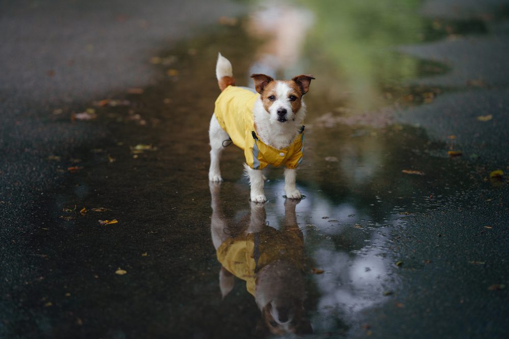 4Pfoten-Urlaub Hund im Regen