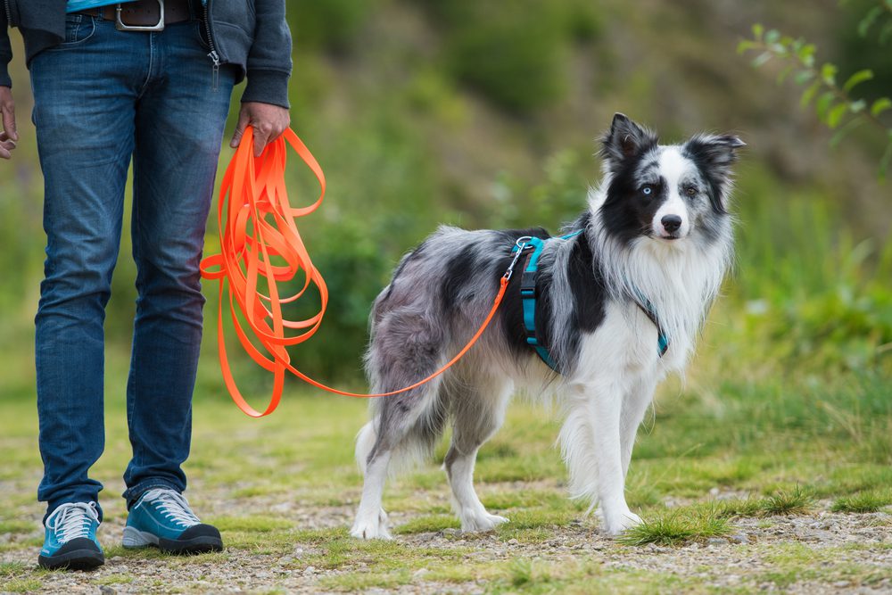 4Pfoten-Urlaub Hund an der Schleppleine