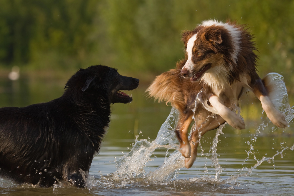 4Pfoten-Urlaub Apps für Hundetreffen