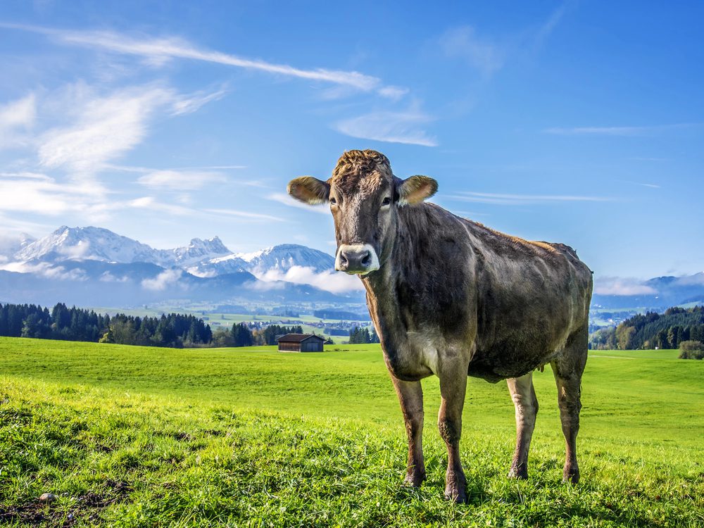 4Pfoten-Urlaub Allgäu mit Hund erkunden