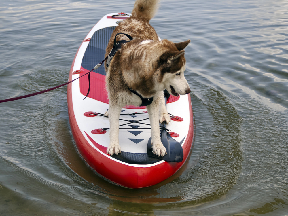 4Pfoten-Urlaub Hund auf SUP 
