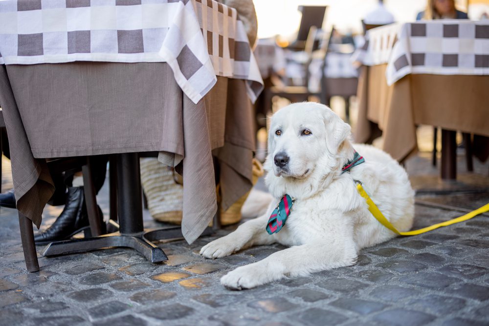 4Pfoten-Urlaub Hund liegt entspannt im Restaurant