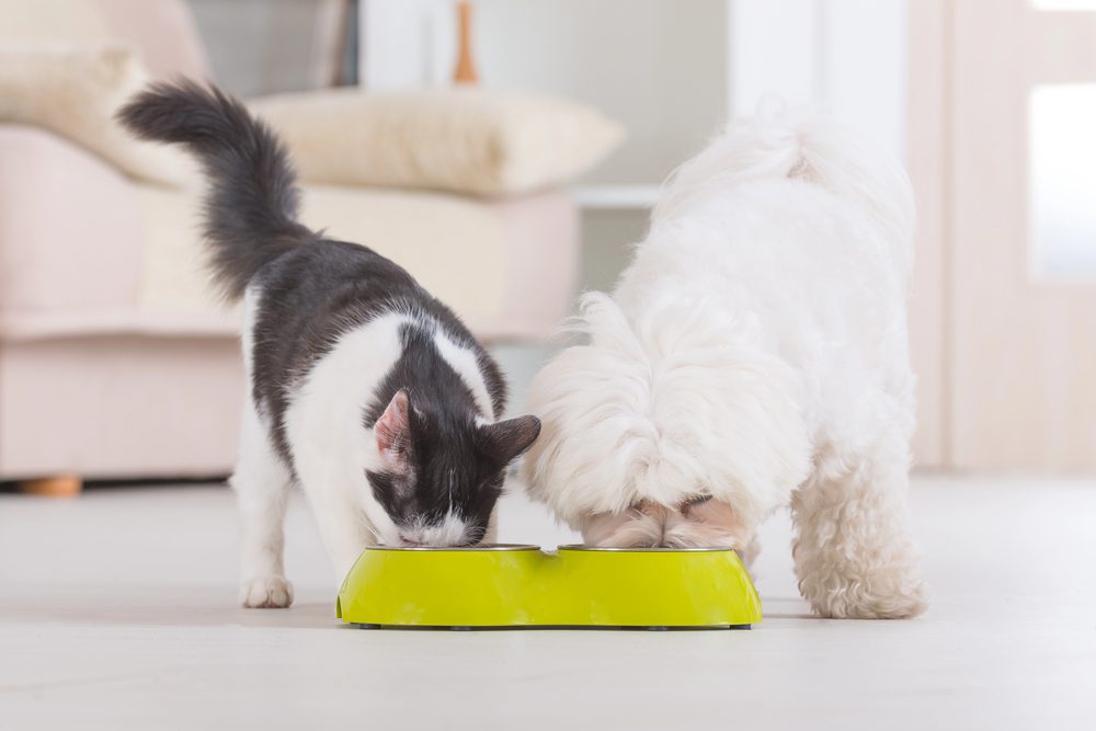 4Pfoten-Urlaub Hund und Katze füttern