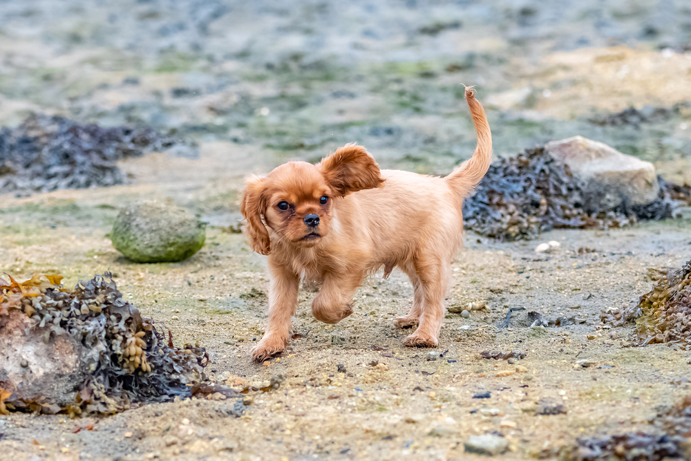 4Pfoten-Urlaub kleiner Hund am Strand