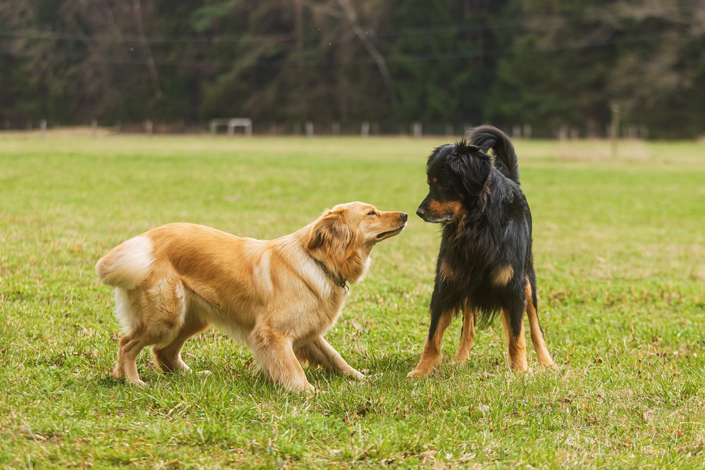 4Pfoten-Urlaub Hundebegegnung im Freien