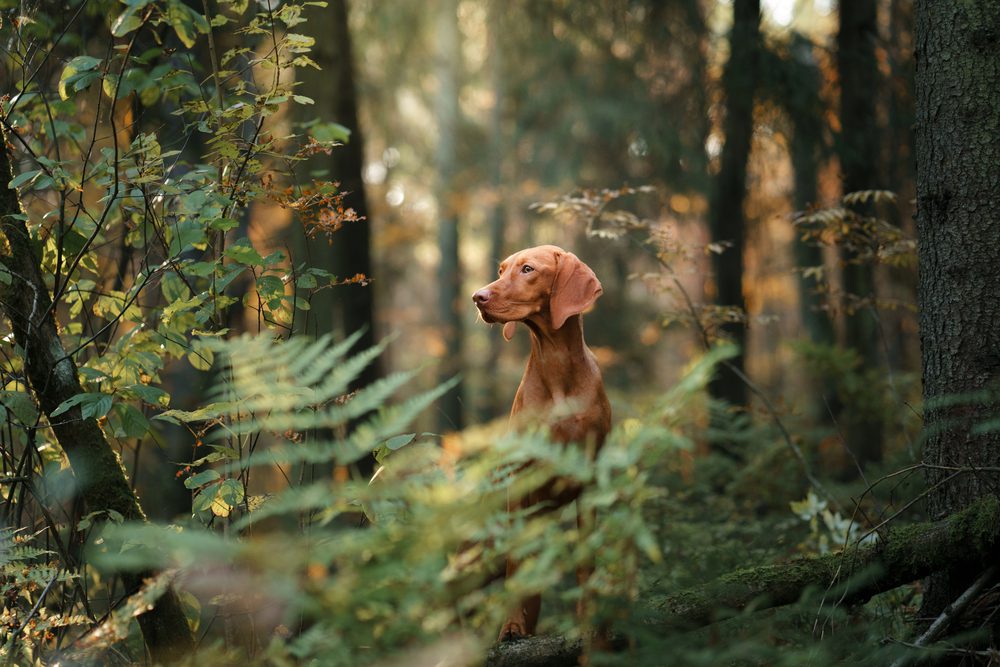 4Pfoten-Urlaub Urlaub mit Hund in der mecklenburgischen Schweiz