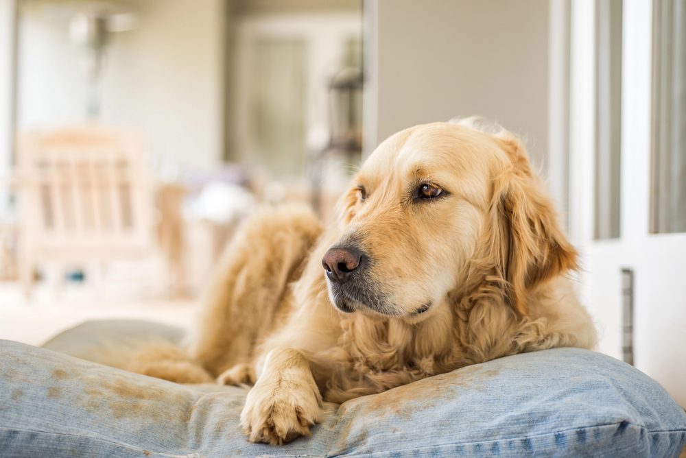 4Pfoten-Urlaub Hundebett im Urlaub 