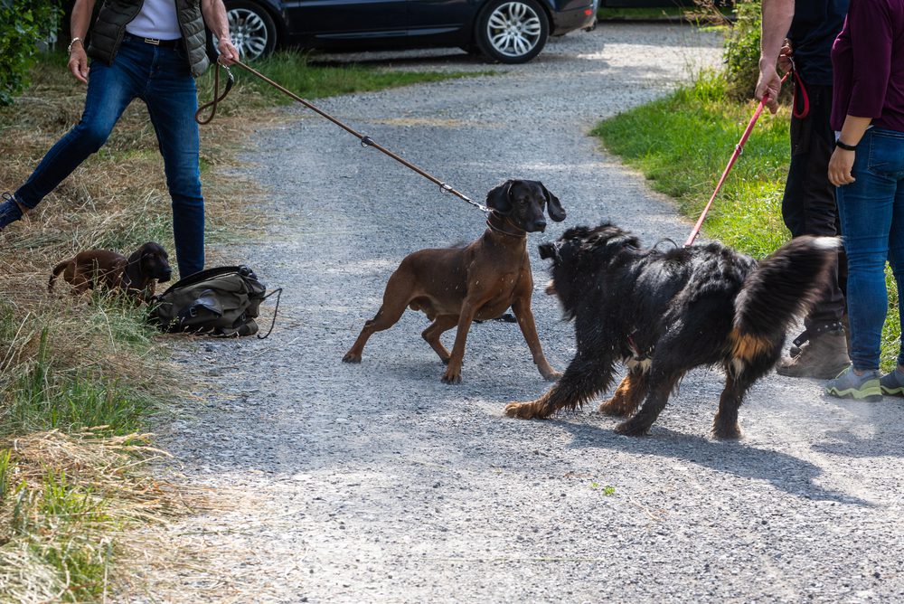 4Pfoten-Urlaub 2 Hunde treffen an der Leine aufeinander