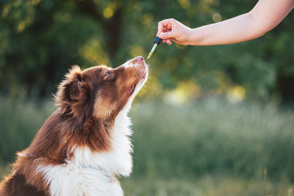 4Pfoten-Urlaub Hund bekommt Tropfen