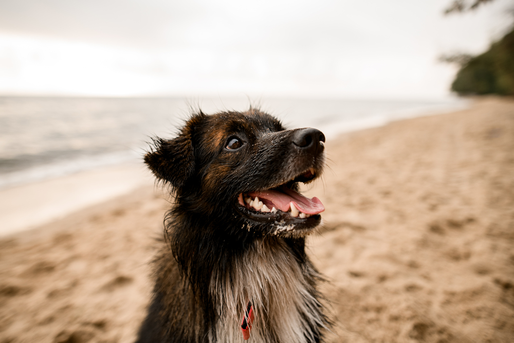 4Pfoten-Urlaub mit Hund am Strand wandern