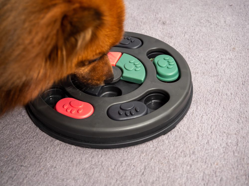 4Pfoten-Urlaub Beschäftigungsideen für den Urlaub mit Hund