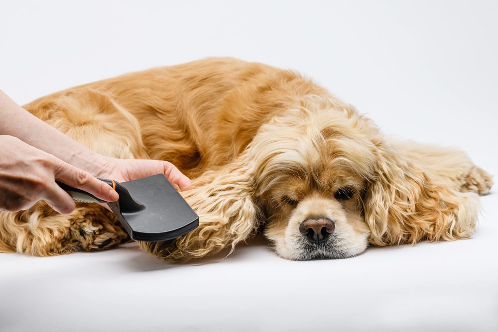 4Pfoten-Urlaub Fellpflege beim Hund