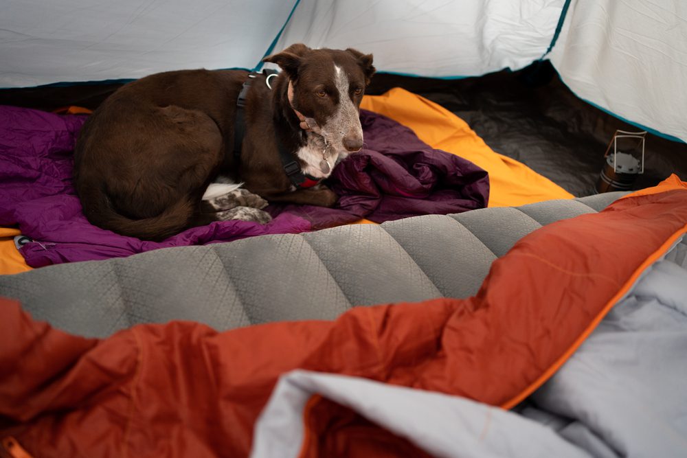 4Pfoten-Urlaub Campingurlaub mit Hund