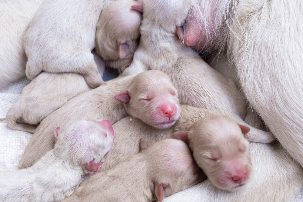 4Pfotenb-Urlaub  Neugeborene Hundewelpen