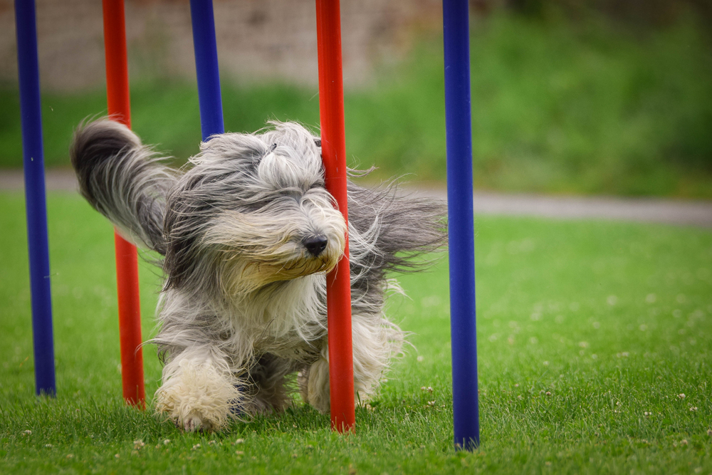 4PFoten-Urlaub Apps für das Training mit Hund