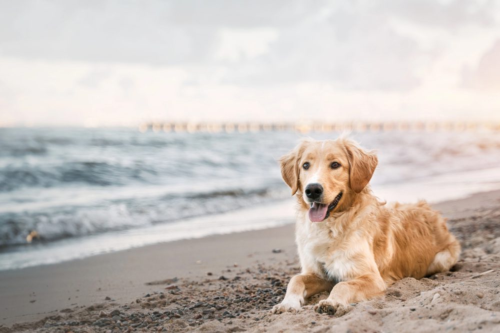 4Pfoten-Urlaub Strandurlaub mit Hund in Dänemark