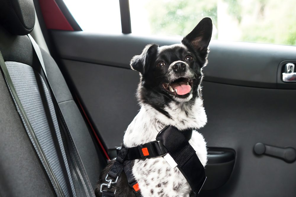 4Pfoten-Urlaub gesicherter Hund auf der Rückbank