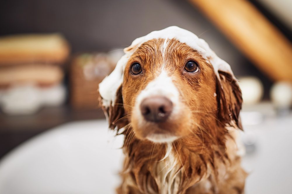 4Pfoten-Urlaub Hygiene beim Hund