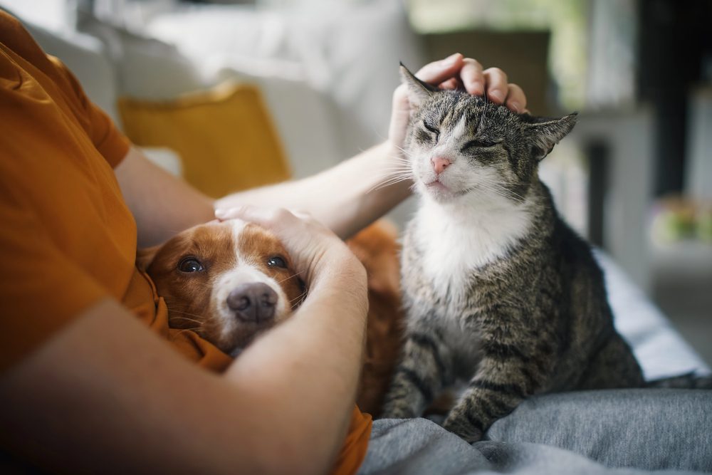 4Pfoten-Urlaub Hund und Katze werden gestreichelt