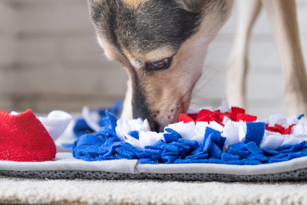4Pfoten-Urlaub Hund sucht ein Leckerli in einer Schnüffelmatte