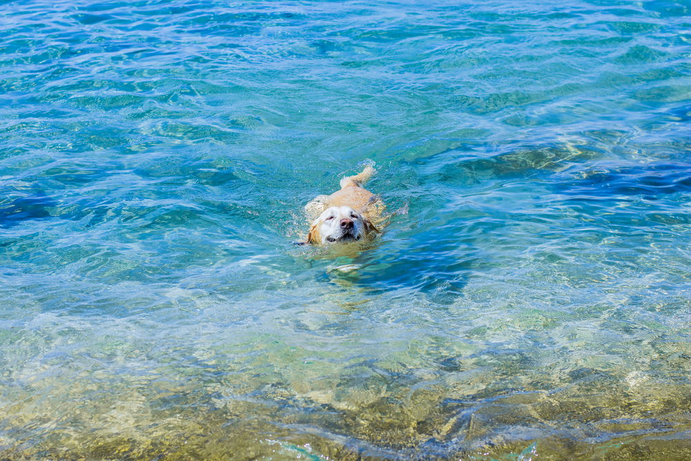 4Pfoten-Urlaub Hund schwimmt im Wasser