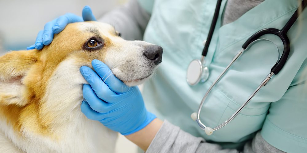 4Pfoten-Urlaub Hund wird untersucht