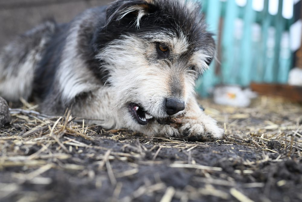 4Pfoten.-Urlaub Alter Hund aus dem Tierschutz