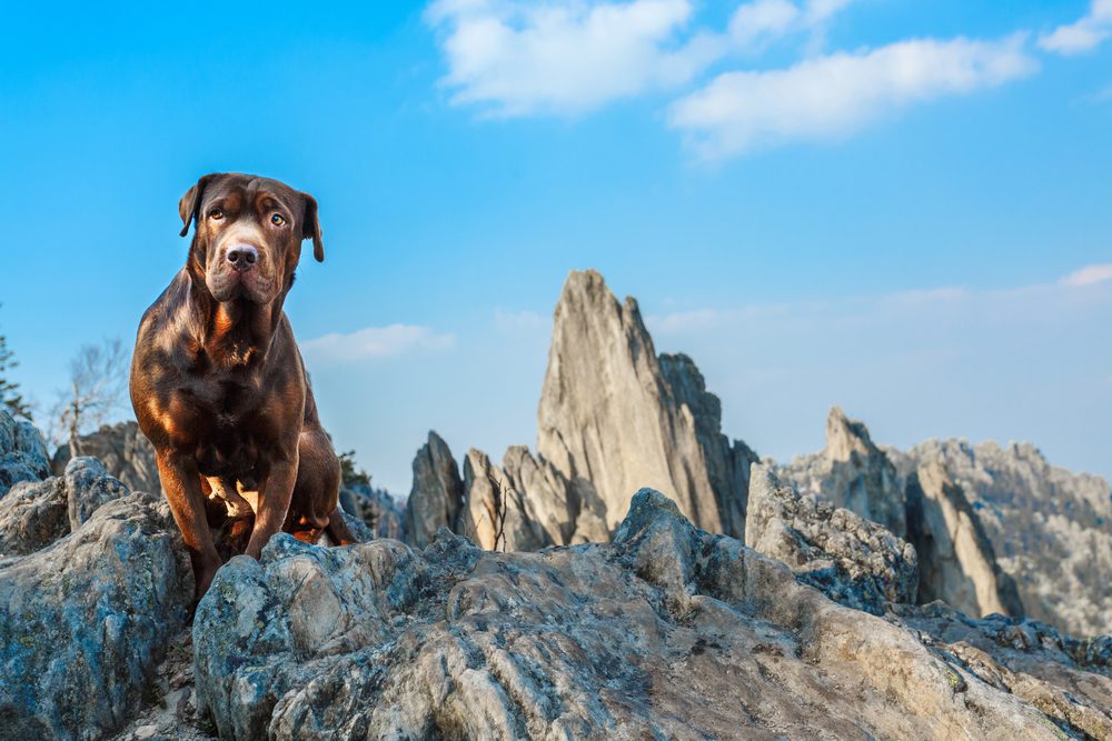 4Pfoten-Urlaub Urlaub mit Hund in den Bergen