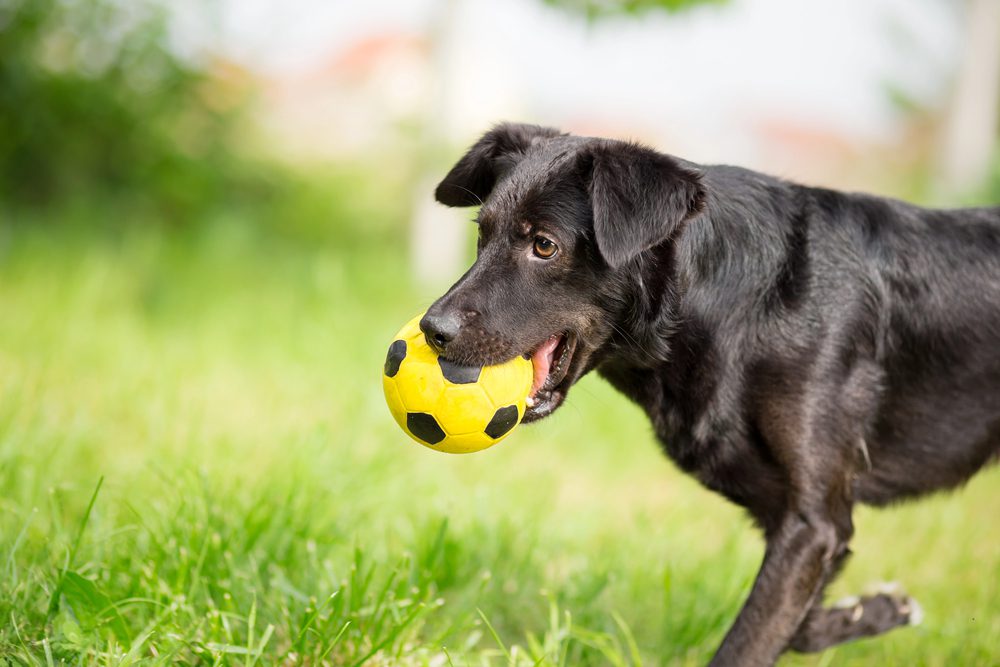 4Pfoten-Urlaub Hund spiel im Garten