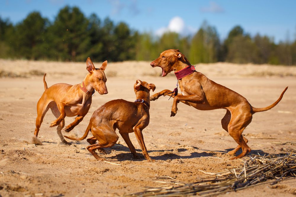 4Pfoten-Urlaub 3 Hunde am Strand