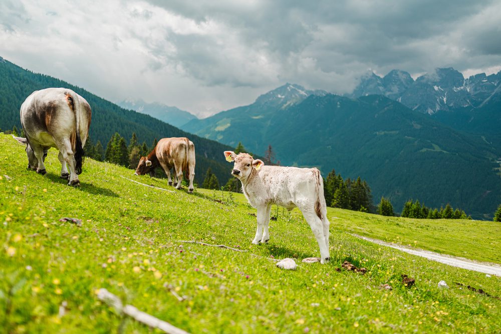 4Pfoten-Urlaub Wanderurlaub mit Hund
