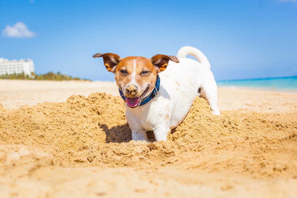 4Pfoten-Urlaub Hund buddelt im Sand