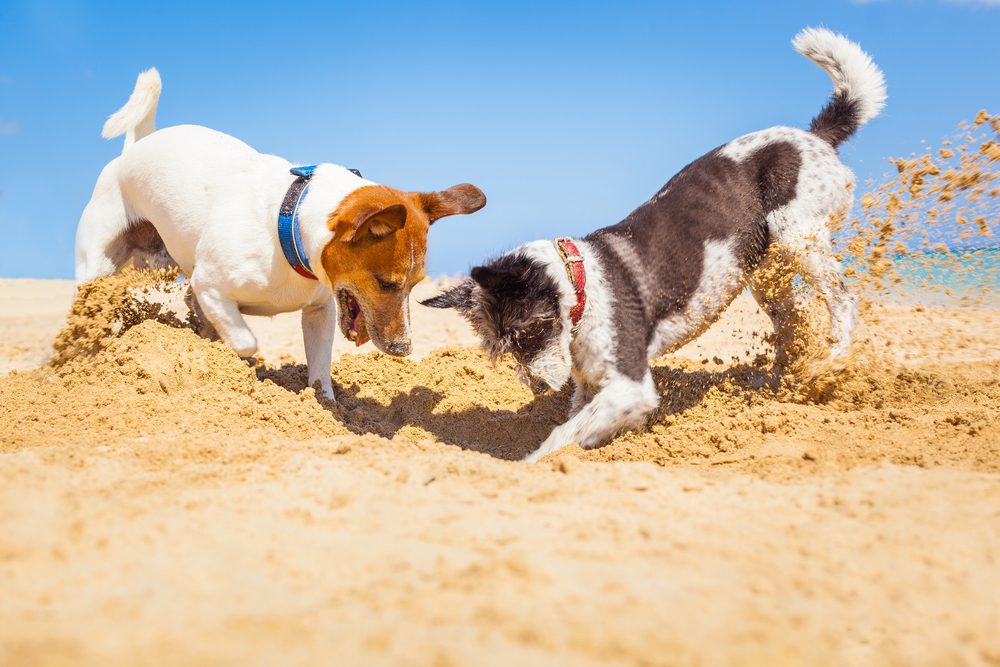 4Pfoten-Urlaub 2 Hunde buddeln im Frühjahr am Strand