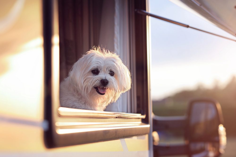 4Pfoten-Urlaub Campingurlaub mit Hund