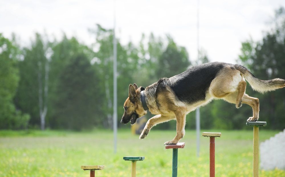 4Pfoten-Urlaub Agility im Urlaub mit Hund