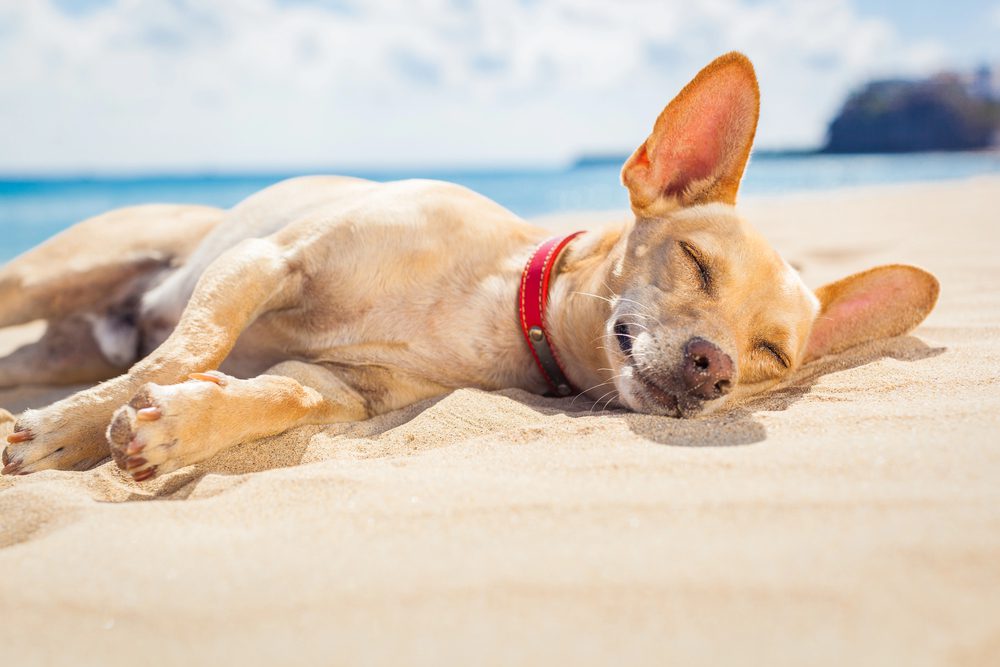 4Pfoten-Urlaub Strandurlaub mit Hund