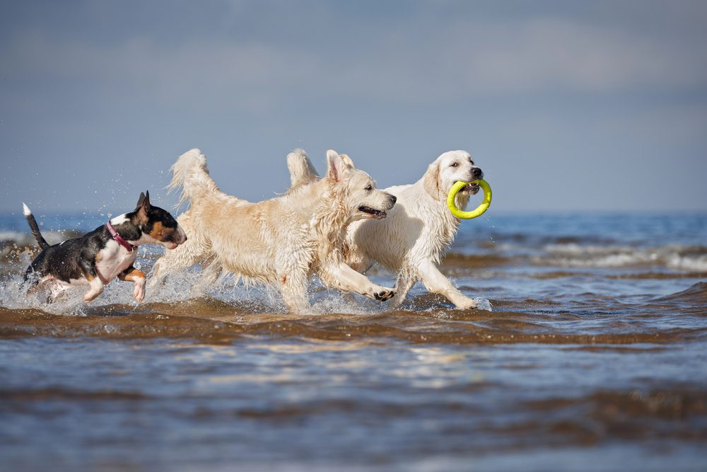 Depositphotos 748242772 S