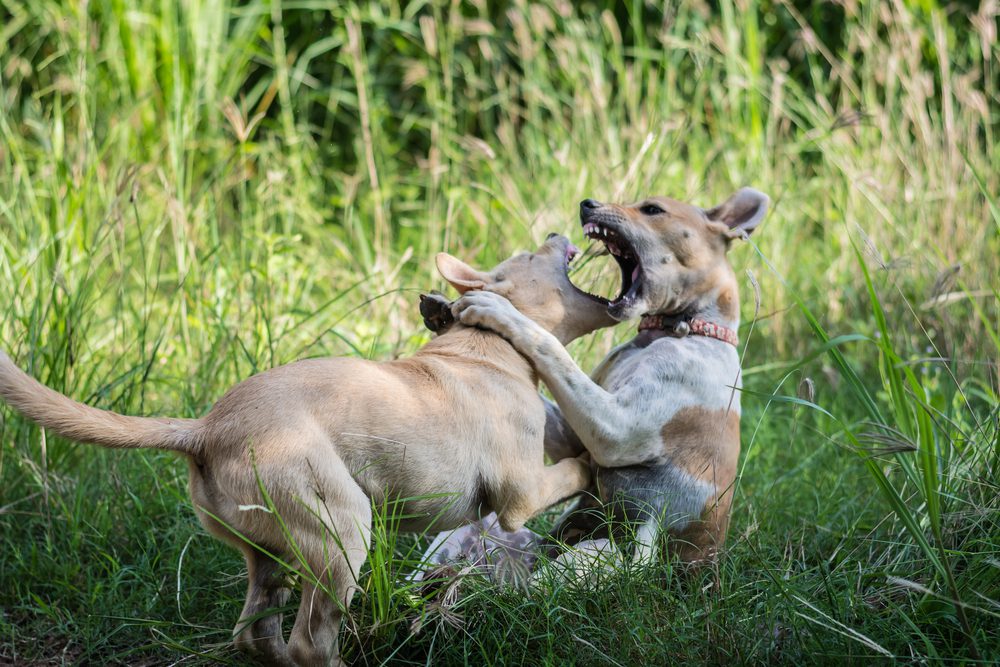 4Pfoten-Urlaub kämpfende Hunde