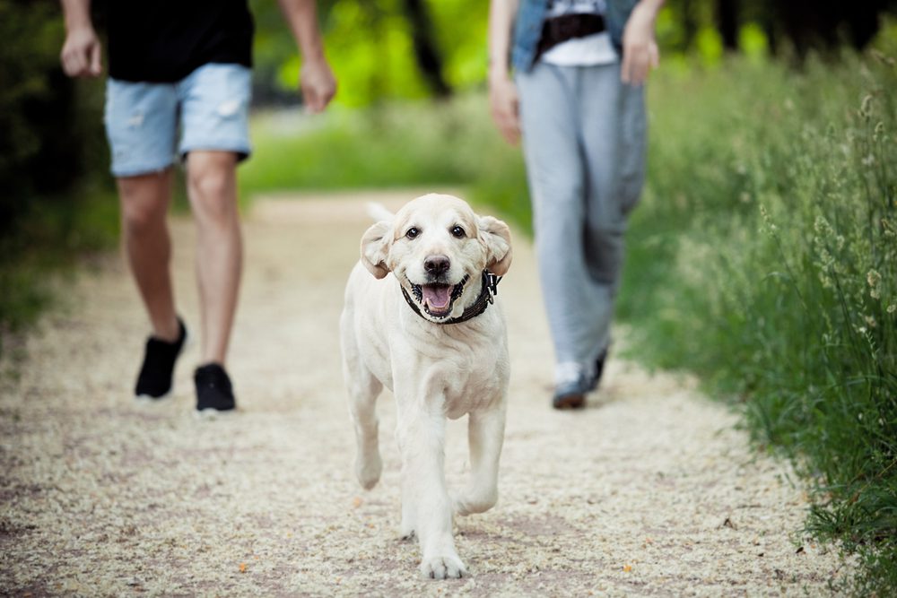 4Pfoten-Urlaub Spazierengehen mit Hund