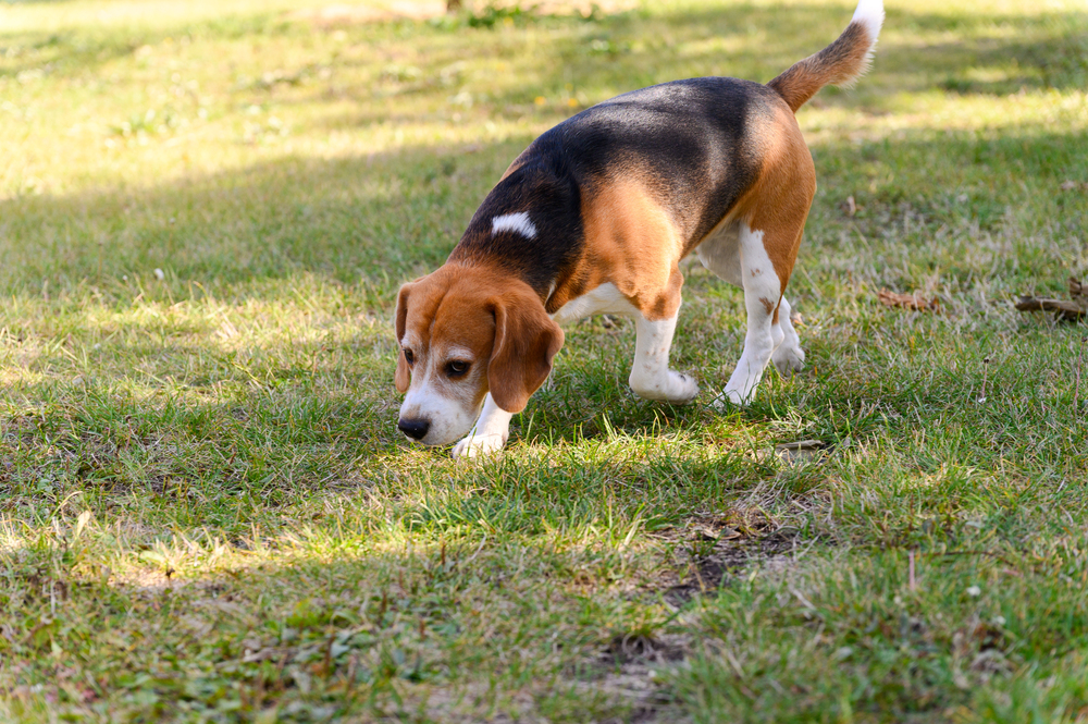 4Pfoten-Urlaub Hund schnüffelt im Gras