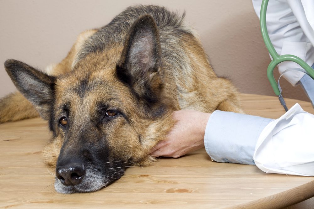 4Pfoten-Urlaub Gut versichert im Urlaub mit Hund