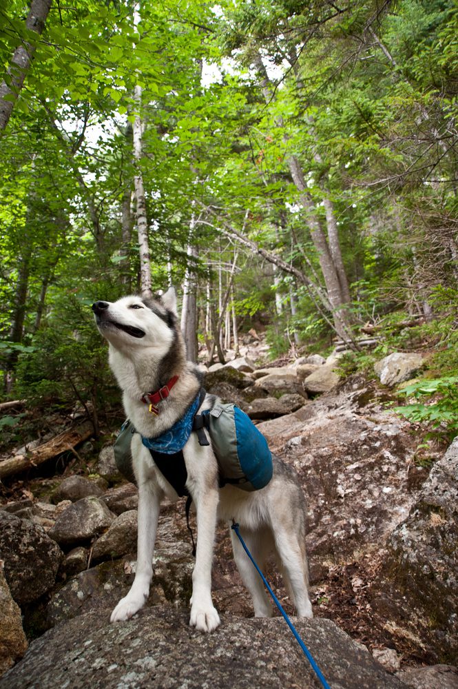 4Pfoten-Urlaub Hund mit Packtaschen