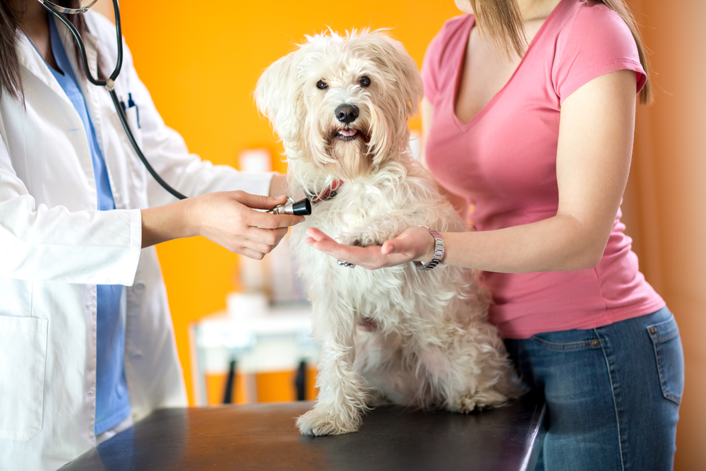 4Pfoten-Urlaub Hund beim Tierarzt