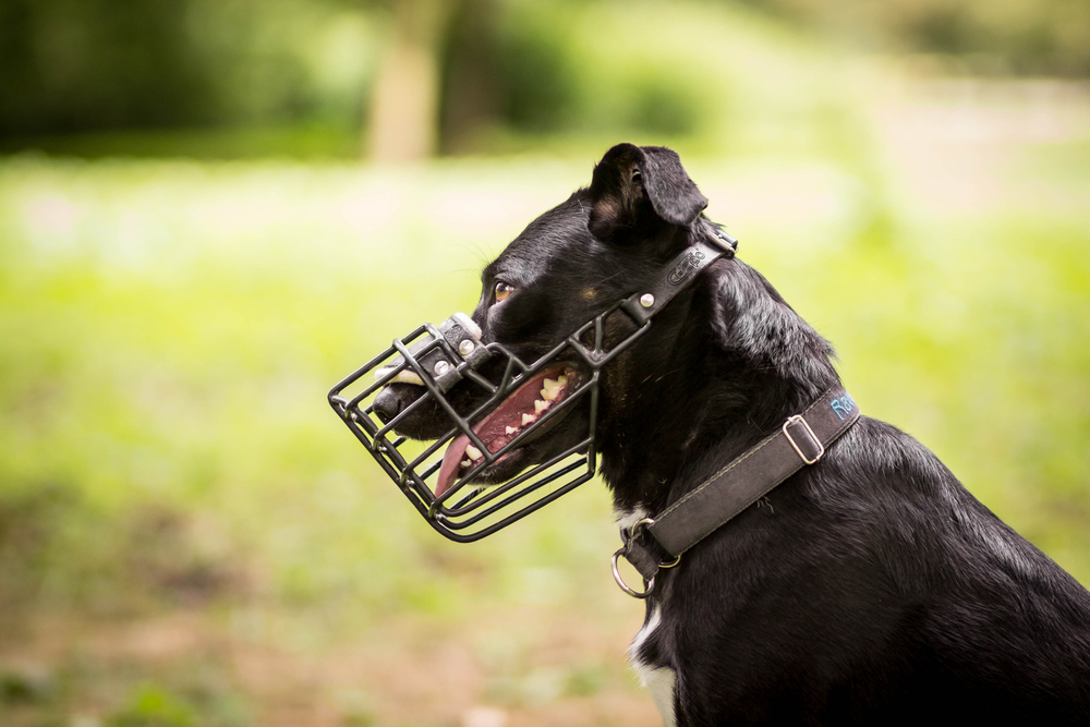 4Pfoten-Urlaub Maulkorbpflicht im Urlaub mit Hund