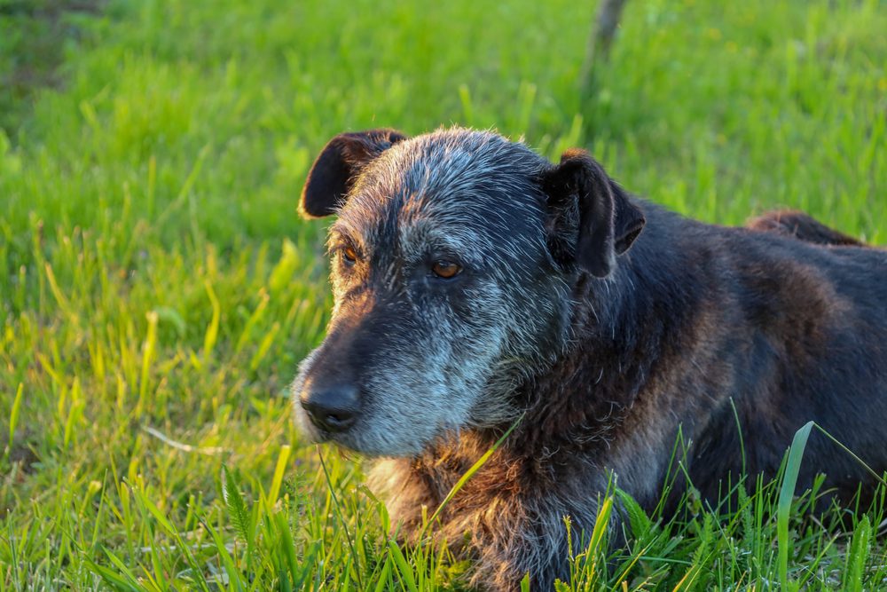 4Pfoten-Urlaub alter Hund auf einer Wiese