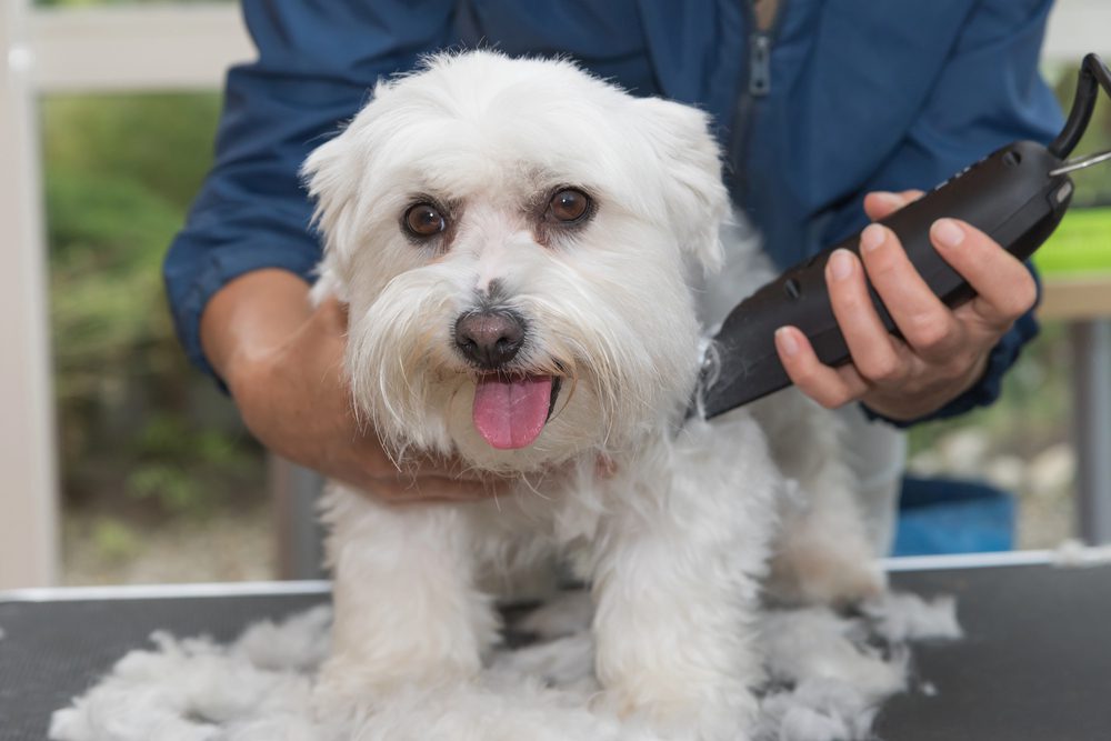 4Pfoten-Urlaub Hund beim Hundefriseur