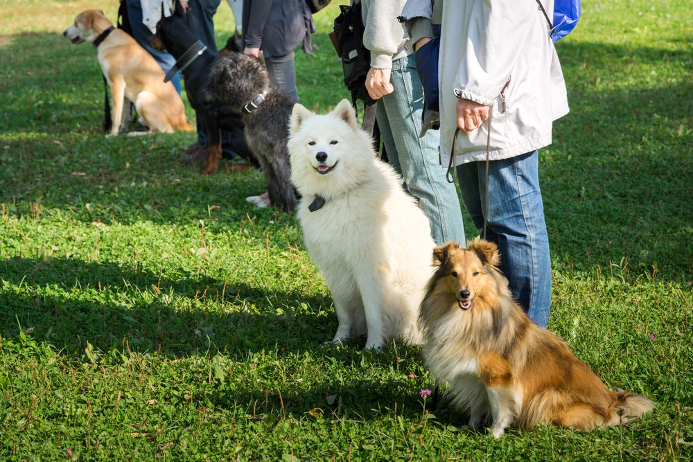 4Pfoten-Urlaub Hundetraining im Urlaub 