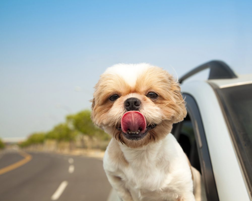 4Pfoten-Urlaub Was muss mit in den Urlaub mit Hund