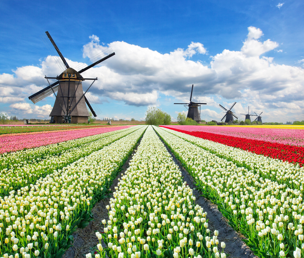 4PFoten-Urlaub Bunte Blumen