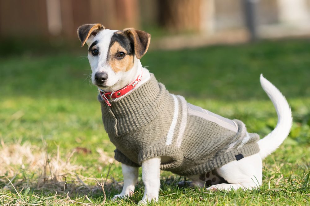 4Pfoten-Urlaub Hund mit Pullover